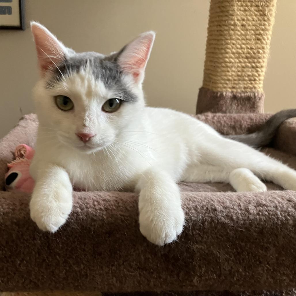 Enlarge Sugar, a Adoptable Domestic Short Hair in Washington, DC image 4/5