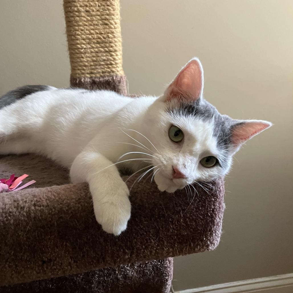 Enlarge Sugar, a Adoptable Domestic Short Hair in Washington, DC image 5/5