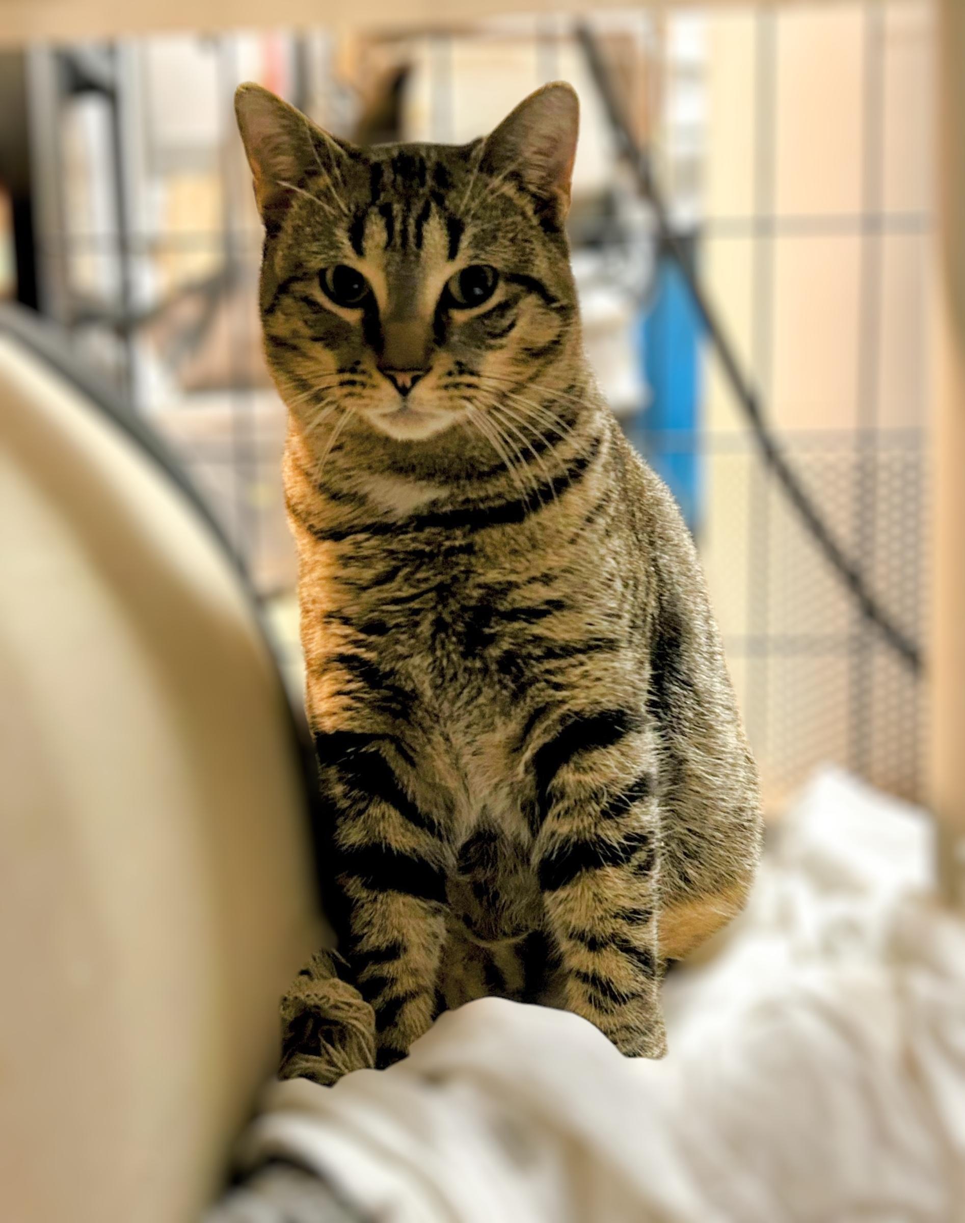 Sonya, Adoptable, Adult Female Domestic Short Hair.