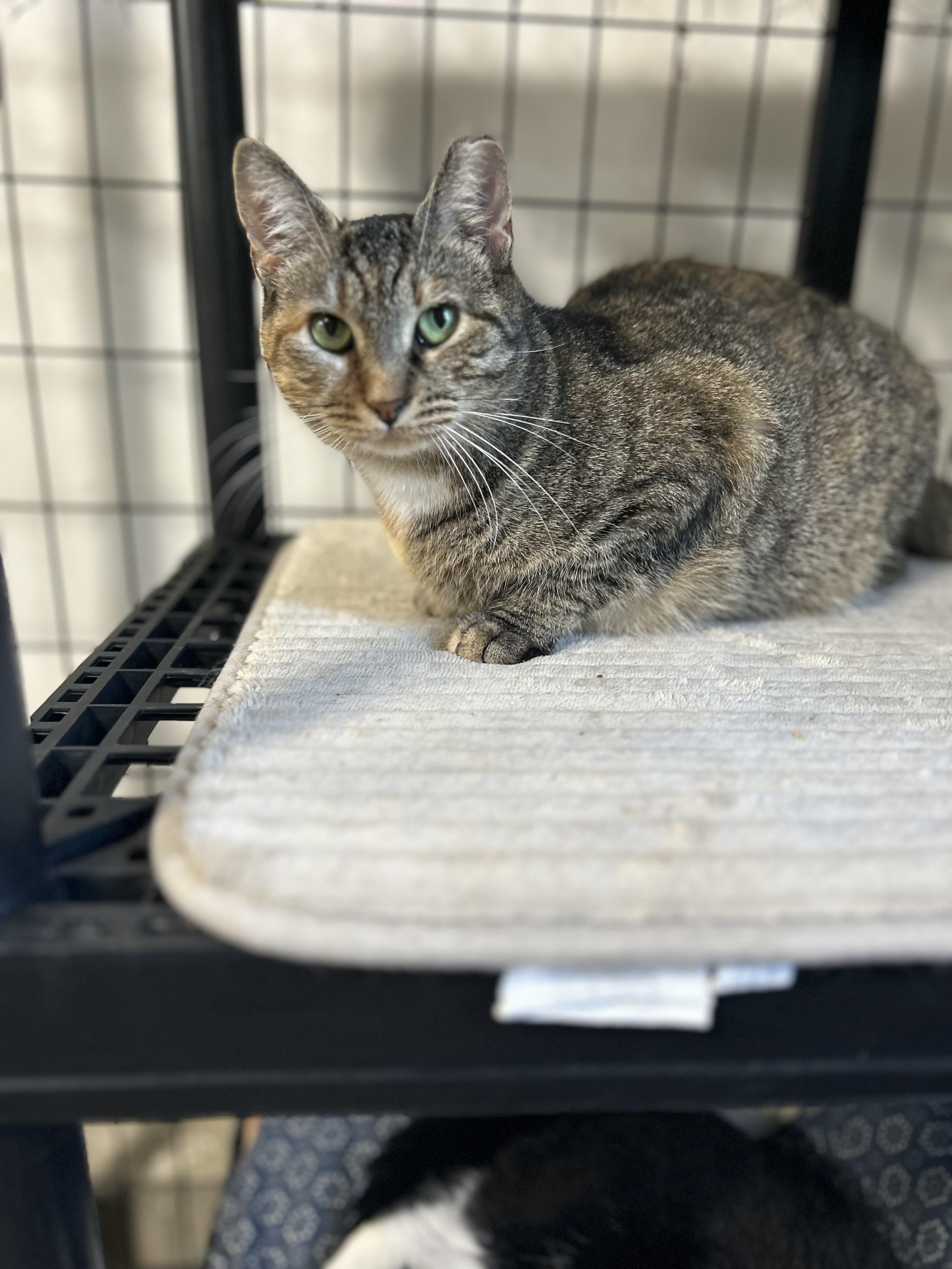 Enlarge Sonya Female 2YO, a Adoptable Domestic Short Hair in West Nyack, NY image 2/4