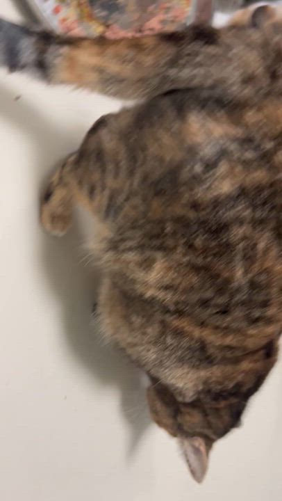 Enlarge Sonya Female 2YO, a Adoptable Domestic Short Hair in West Nyack, NY video 4/4