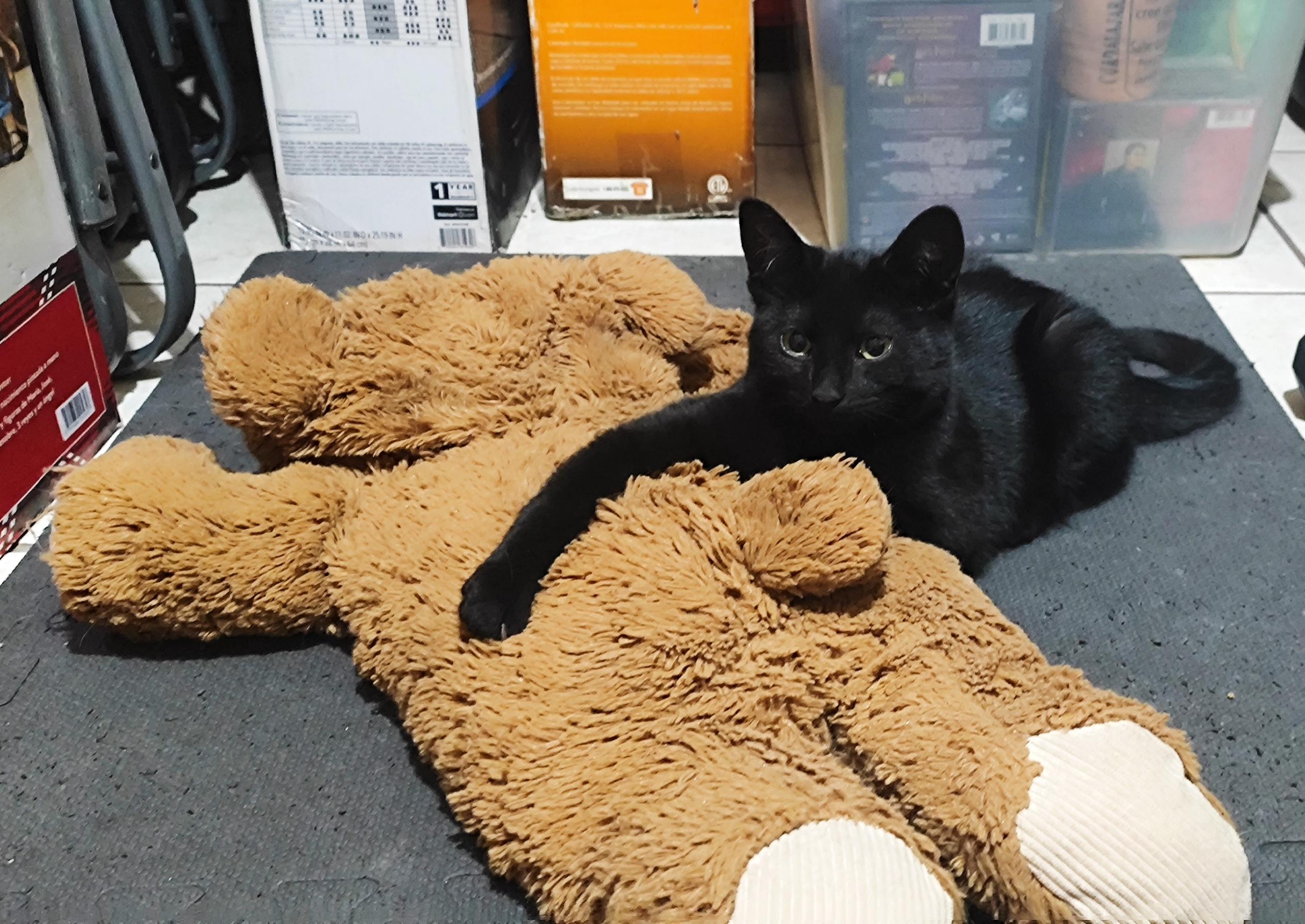 Ivy (4) — thumbnail 2