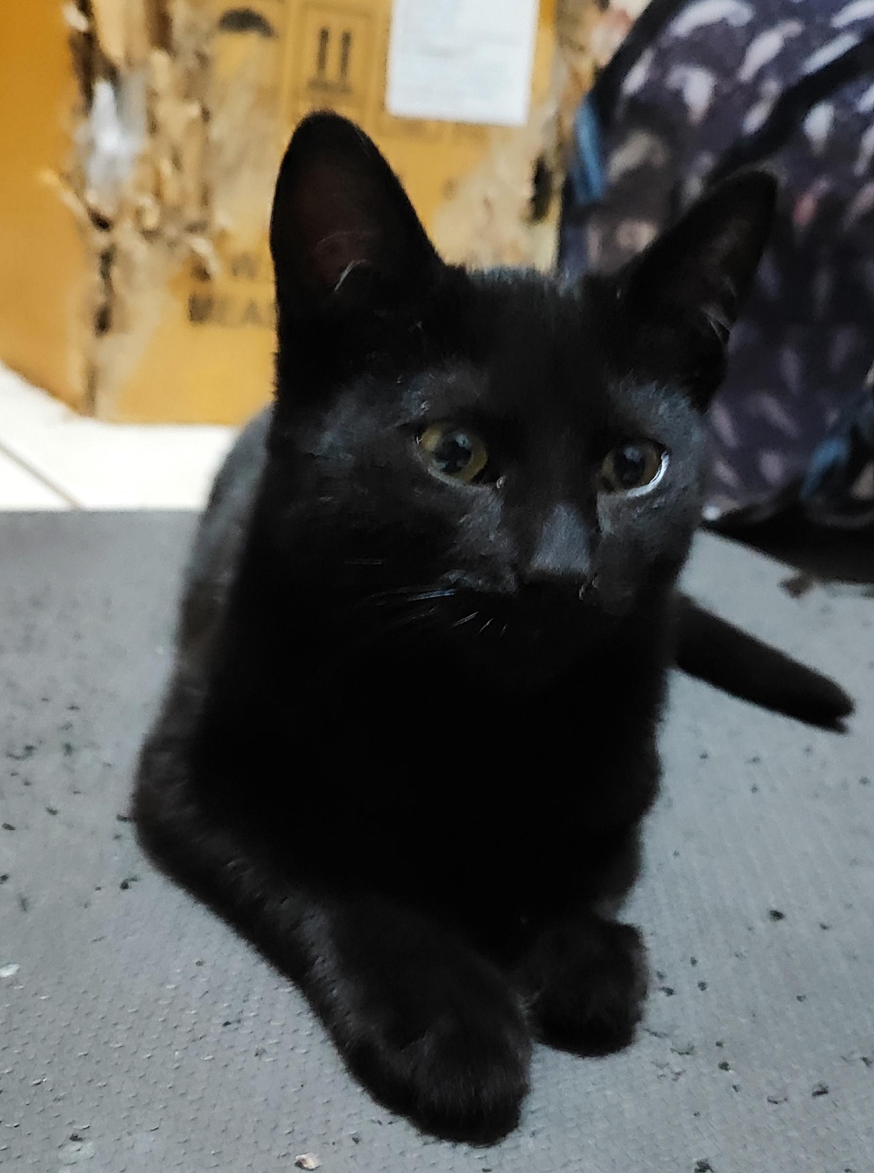 Ivy (4) — thumbnail 3