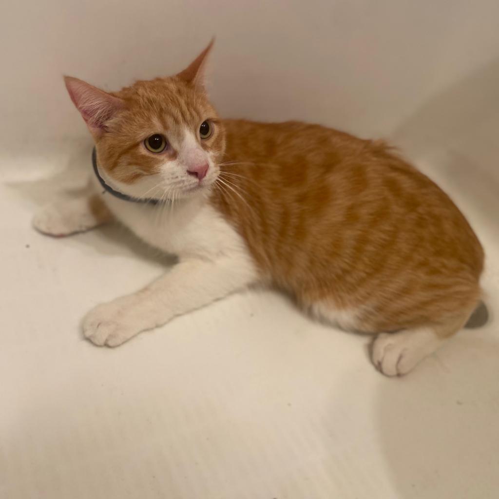 Sid, Adoptable, Adult Male Domestic Short Hair.