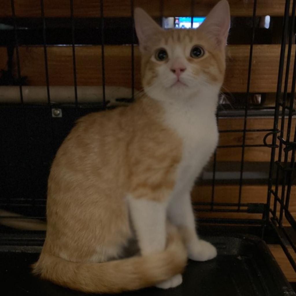 Enlarge Sid, a Adoptable Domestic Short Hair in Los Angeles, CA image 2/6