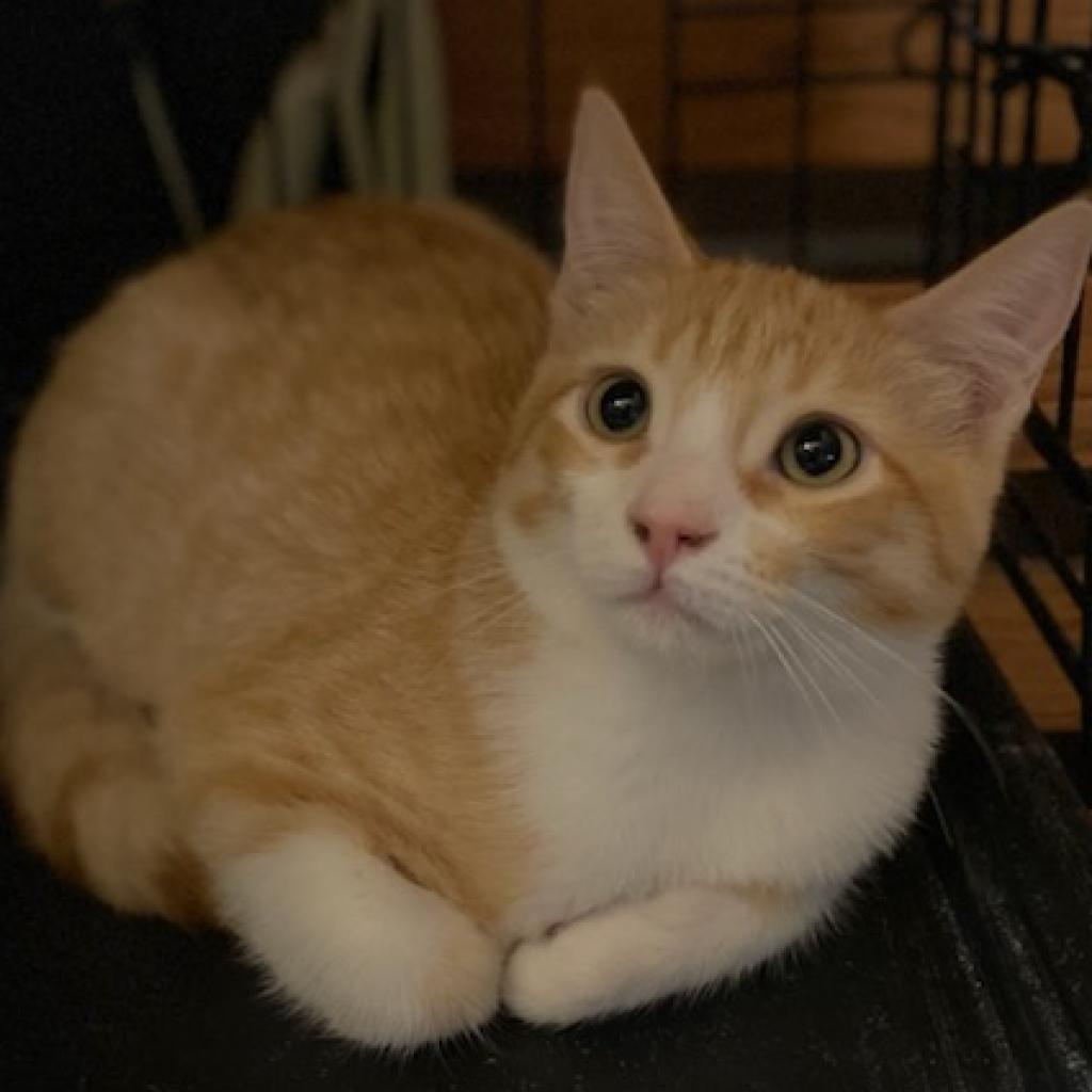 Enlarge Sid, a Adoptable Domestic Short Hair in Los Angeles, CA image 3/6