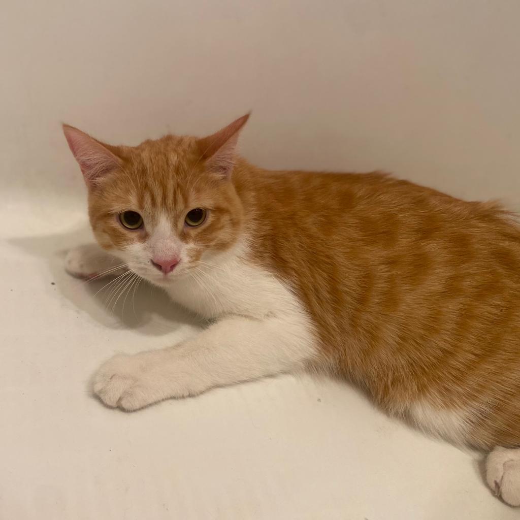 Enlarge Sid, a Adoptable Domestic Short Hair in Los Angeles, CA image 4/6