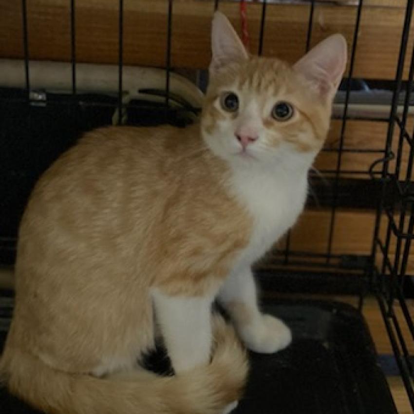 Enlarge Sid, a Adoptable Domestic Short Hair in Los Angeles, CA image 6/6