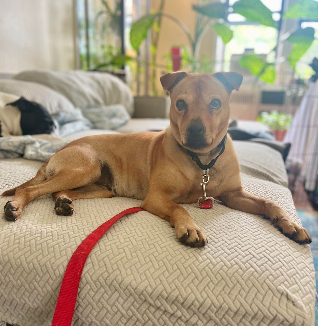 PEPPA, a Adoptable Terrier in Wallkill, NY image 3/6