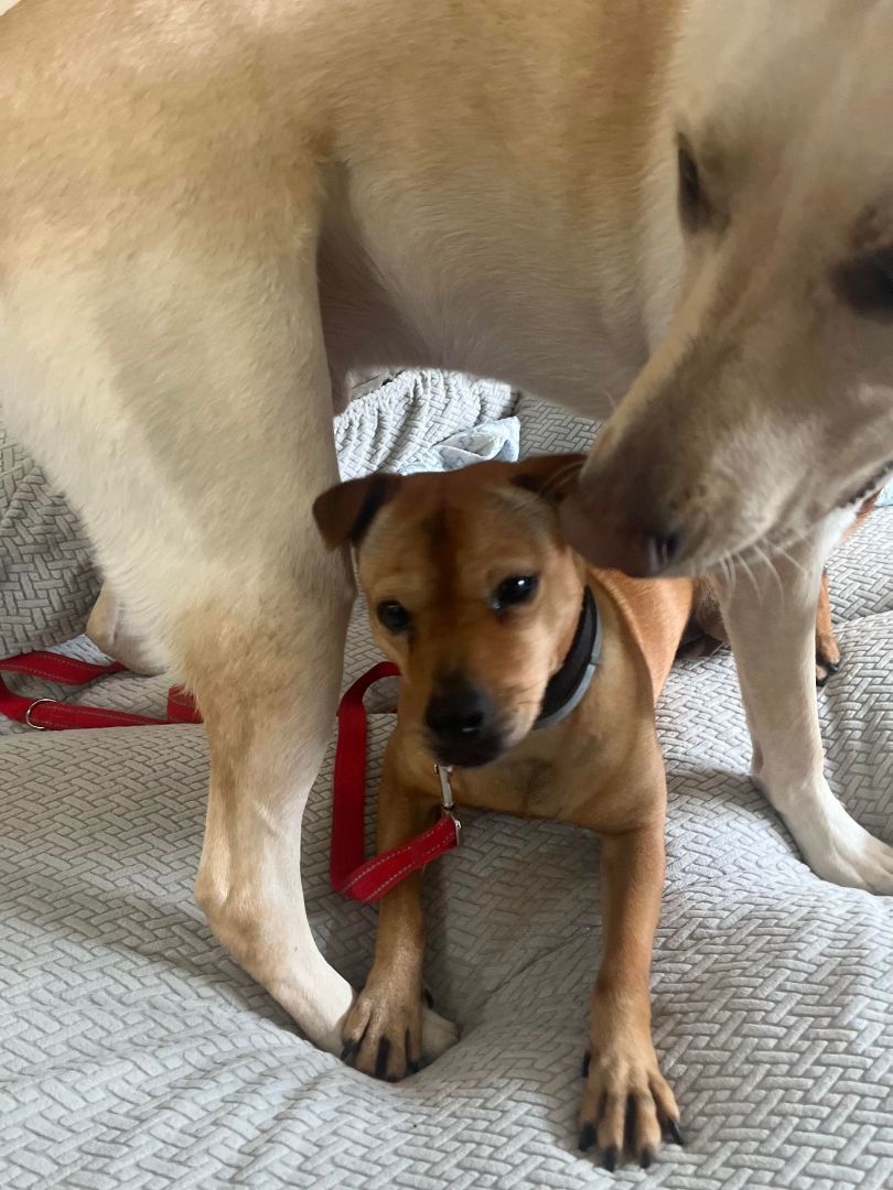 PEPPA, a Adoptable Terrier in Wallkill, NY image 4/6