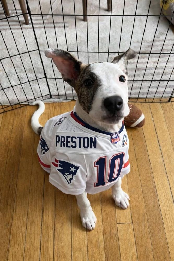 Preston, a Adoptable mixed breed in Saugus, MA image 1/6