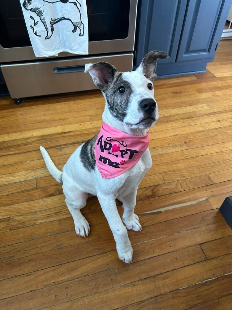 Preston, a Adoptable mixed breed in Saugus, MA image 2/6