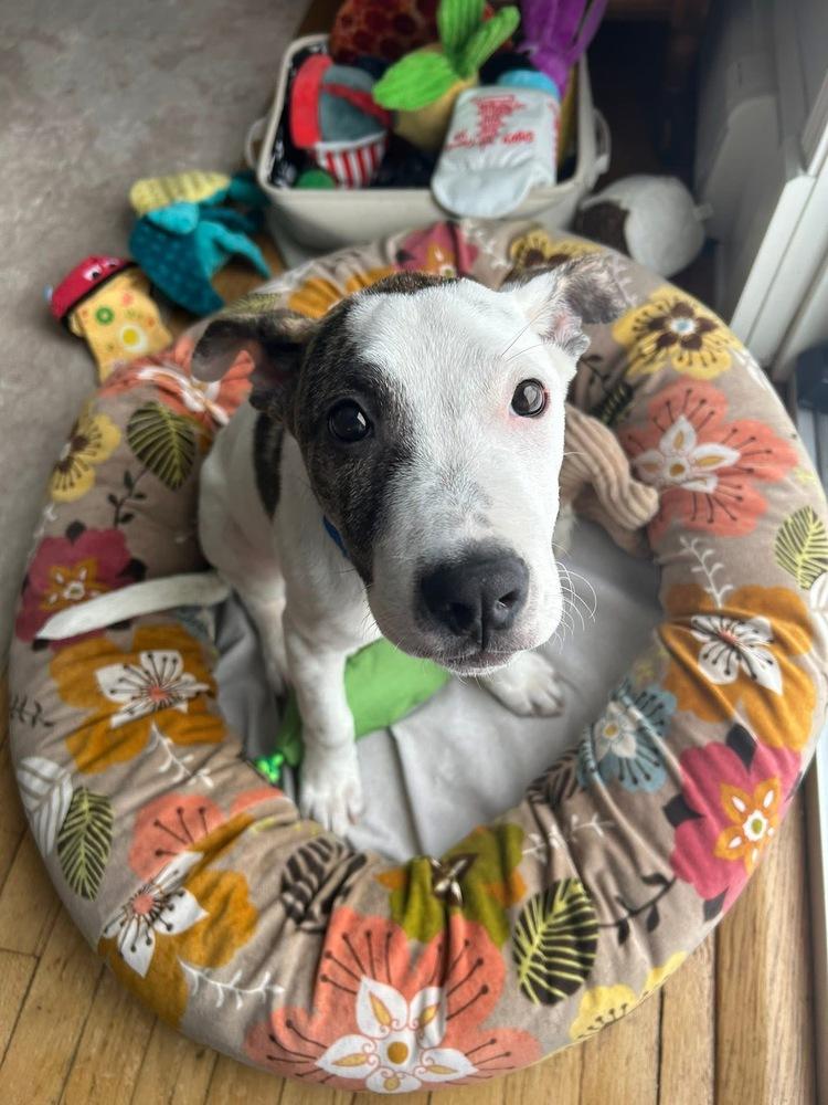 Preston, a Adoptable mixed breed in Saugus, MA image 3/6