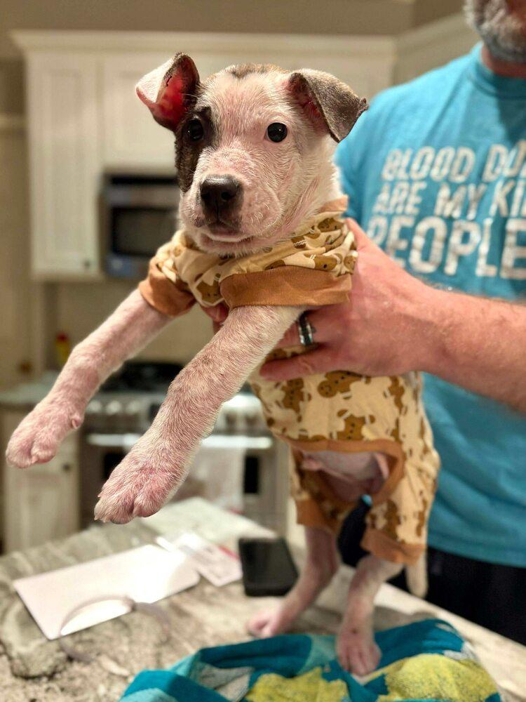 Preston, a Adoptable mixed breed in Saugus, MA image 4/6