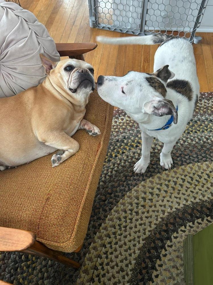 Preston — thumbnail 5