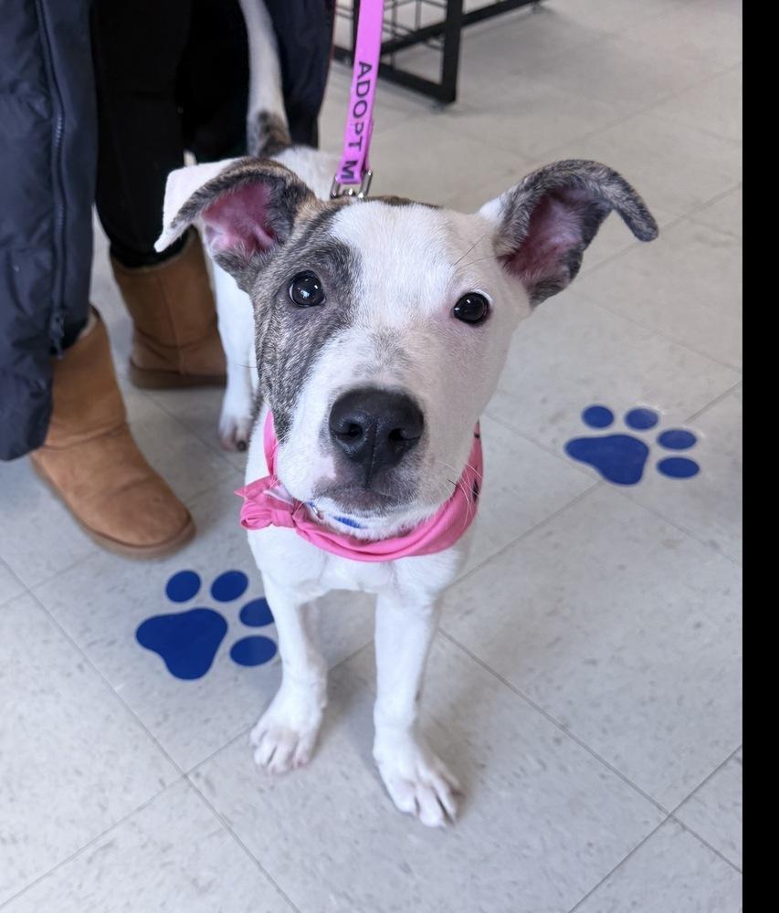 Preston, a Adoptable mixed breed in Saugus, MA image 6/6