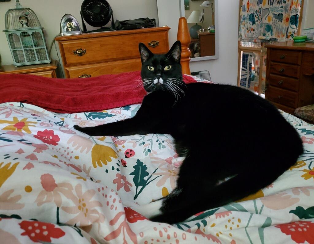 Enlarge Seymour, an adopted Domestic Short Hair in Novato, CA image 3/3