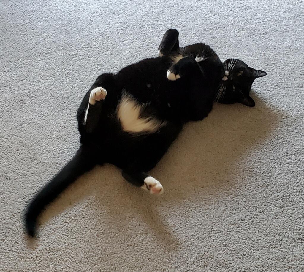 Enlarge Seymour, an adopted Domestic Short Hair in Novato, CA image 2/3