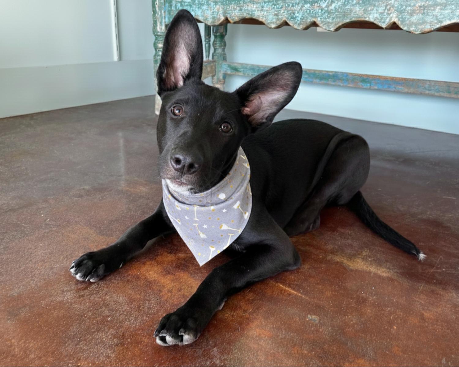 Pinto, Adoptable, Young Male Pharaoh Hound & Shepherd.