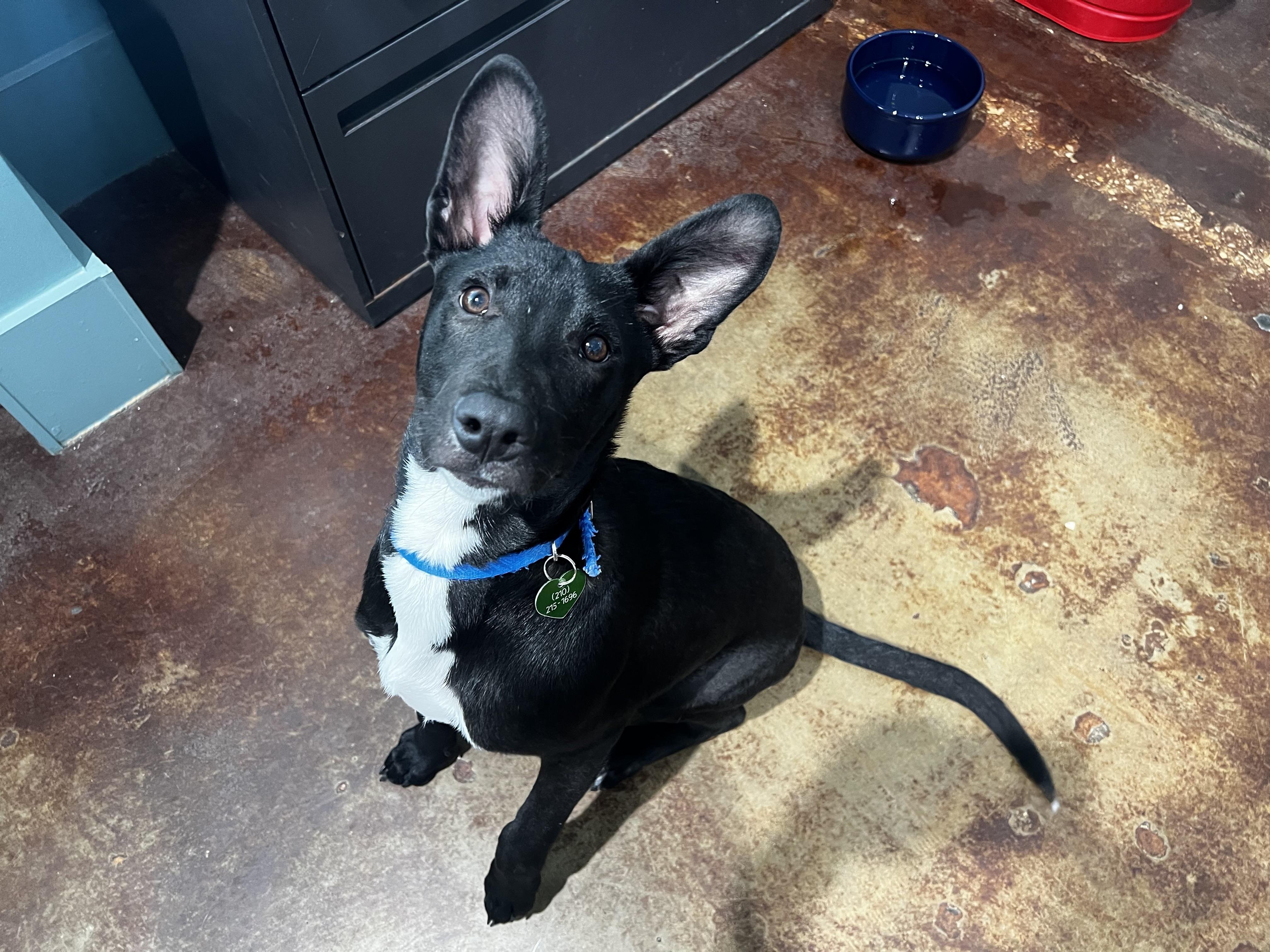 Pinto, a Adoptable mixed breed in San Antonio, TX image 4/5