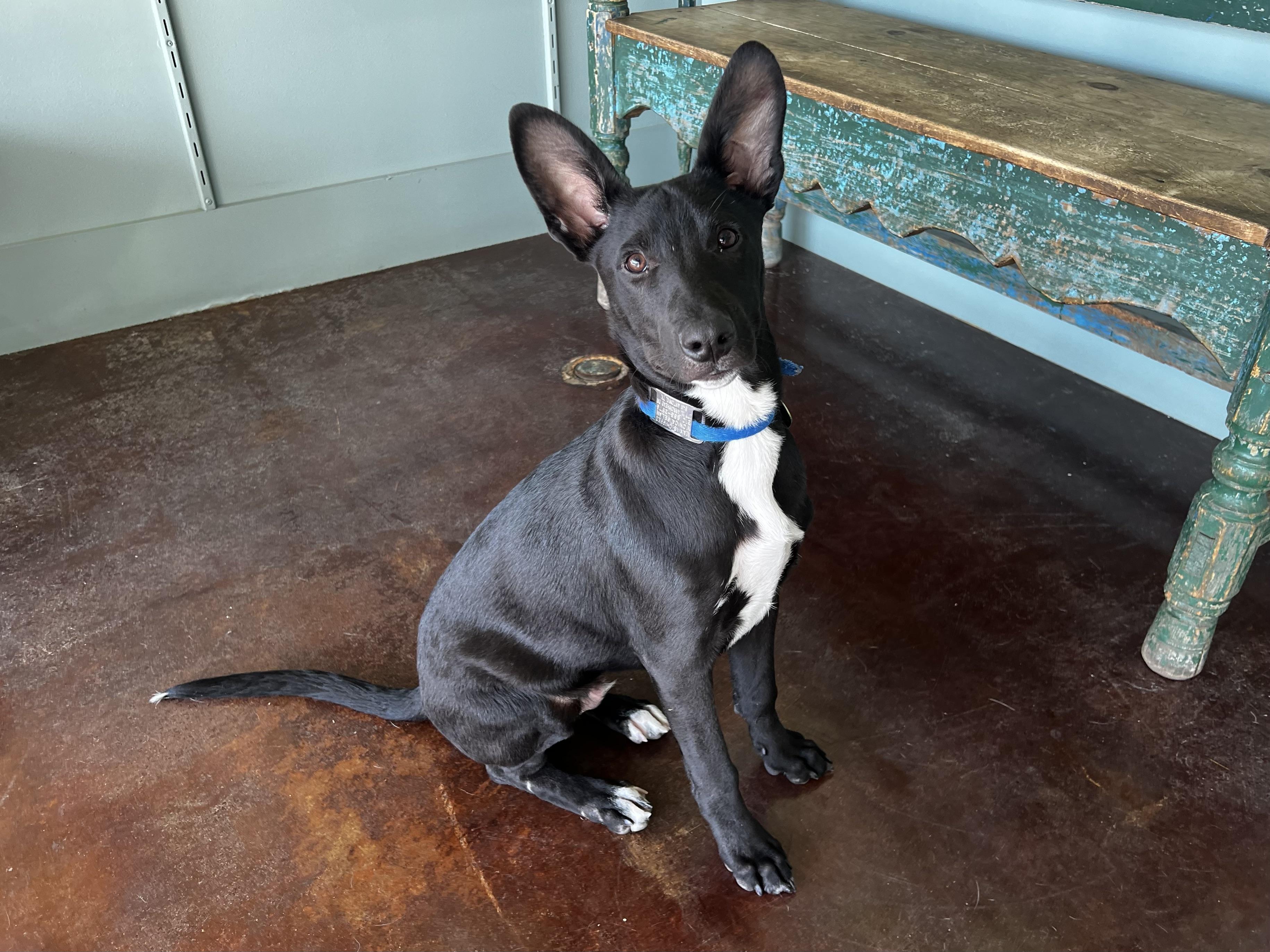 Pinto, Adoptable, Young Male Pharaoh Hound & Shepherd.