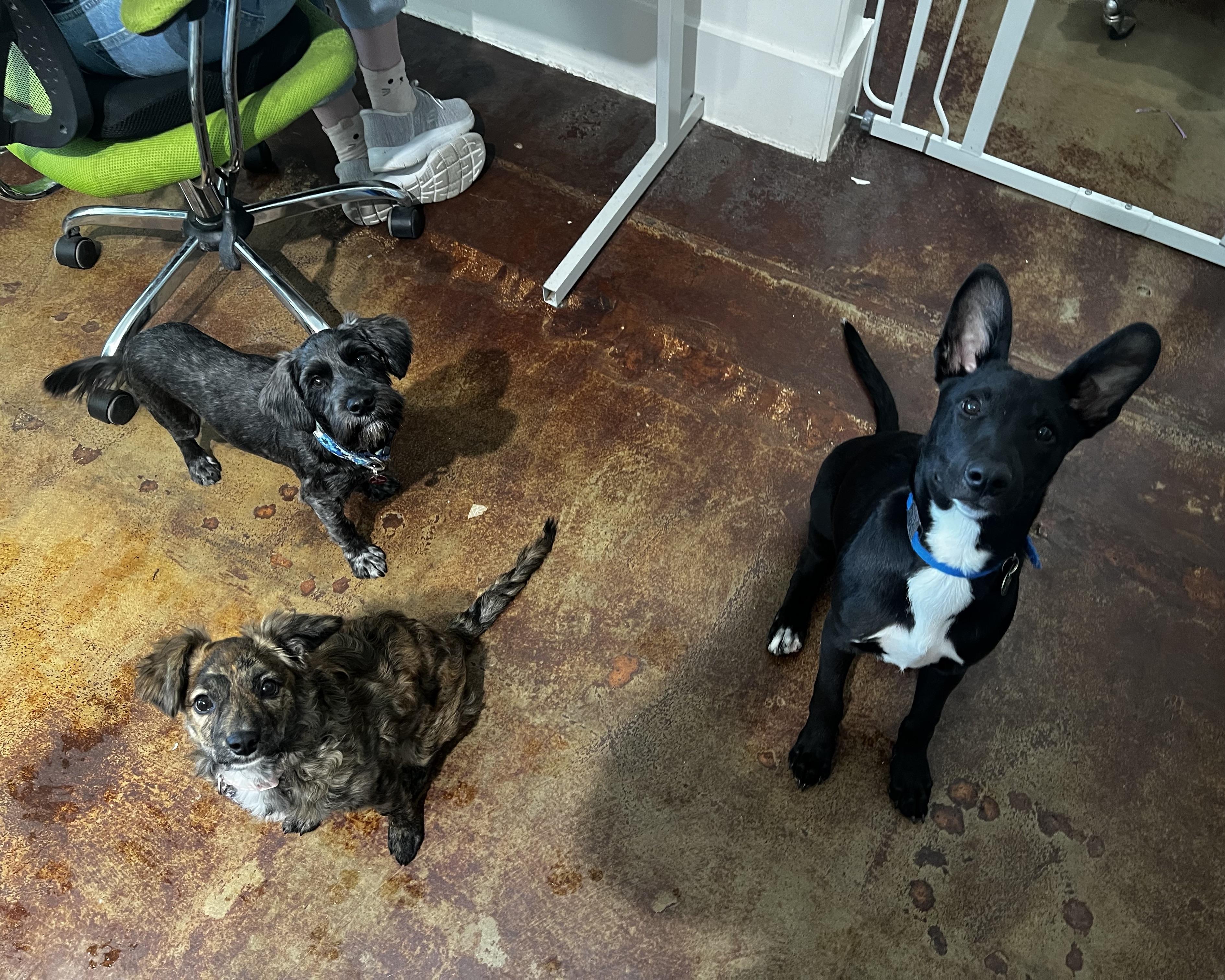 Pinto, a Adoptable mixed breed in San Antonio, TX image 5/5