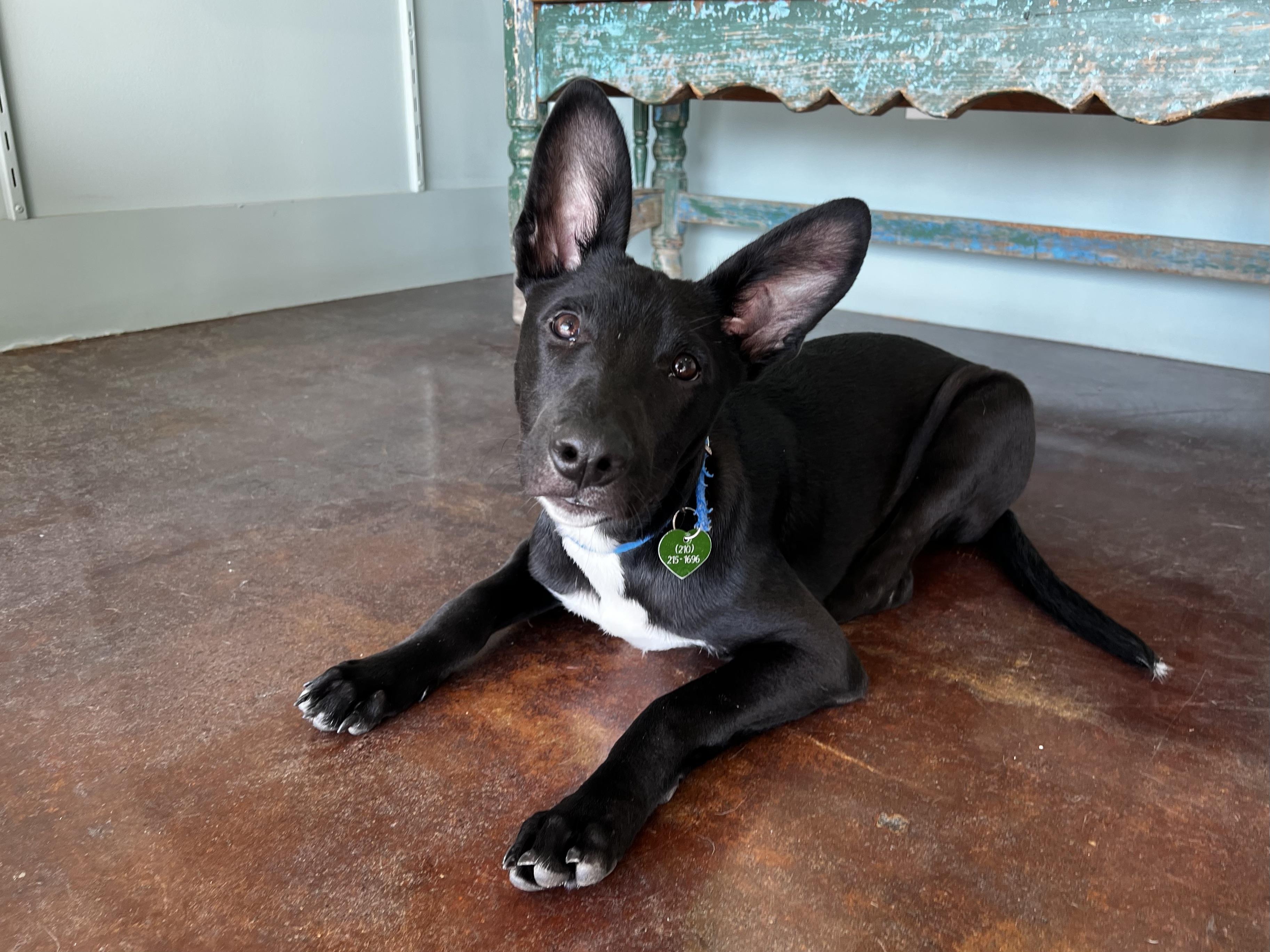 Pinto, a Adoptable mixed breed in San Antonio, TX image 3/5