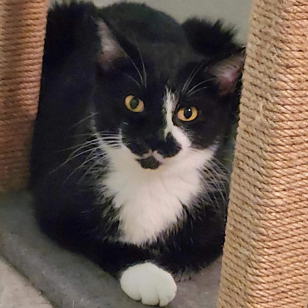 Bobby, a Adoptable Domestic Short Hair in Brighton, MO image 2/4