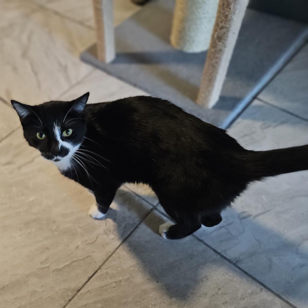 Bobby, a Adoptable Domestic Short Hair in Brighton, MO image 3/4