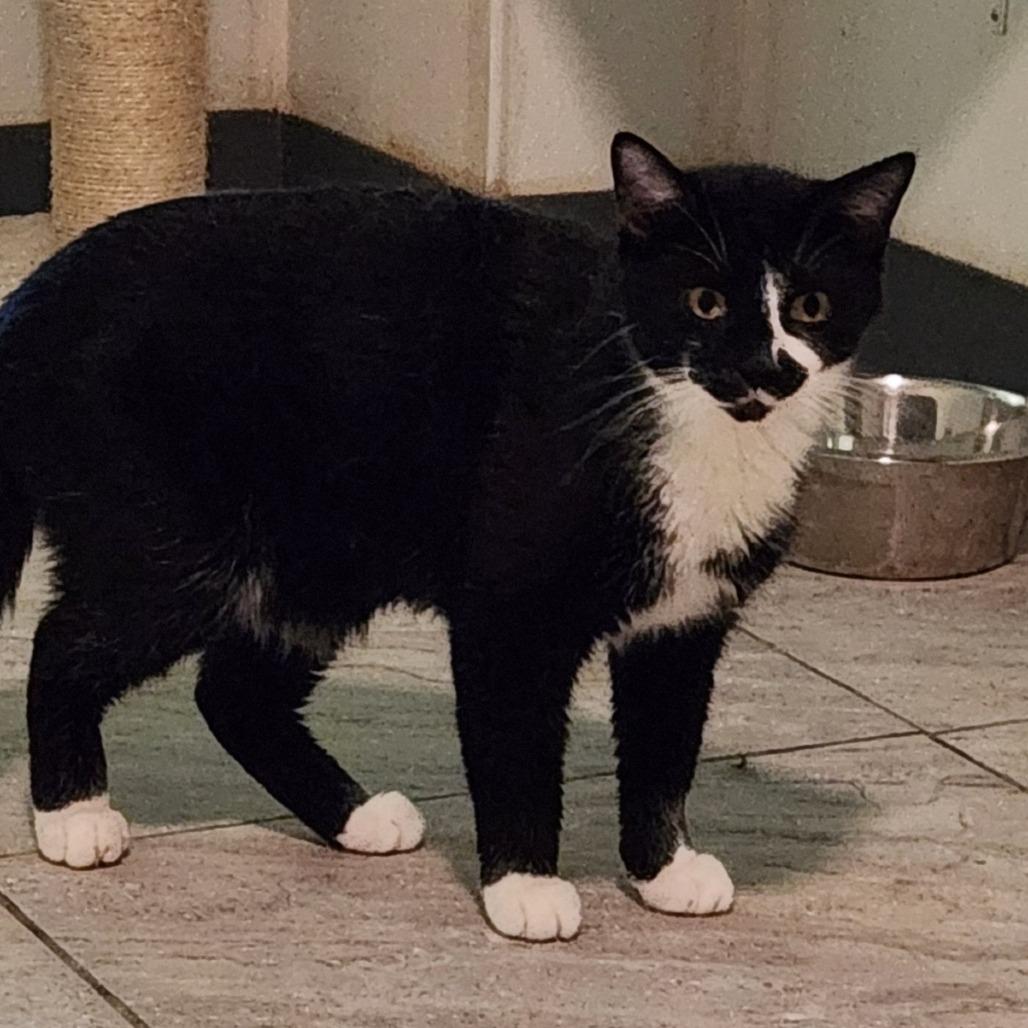 Bobby, a Adoptable Domestic Short Hair in Brighton, MO image 4/4