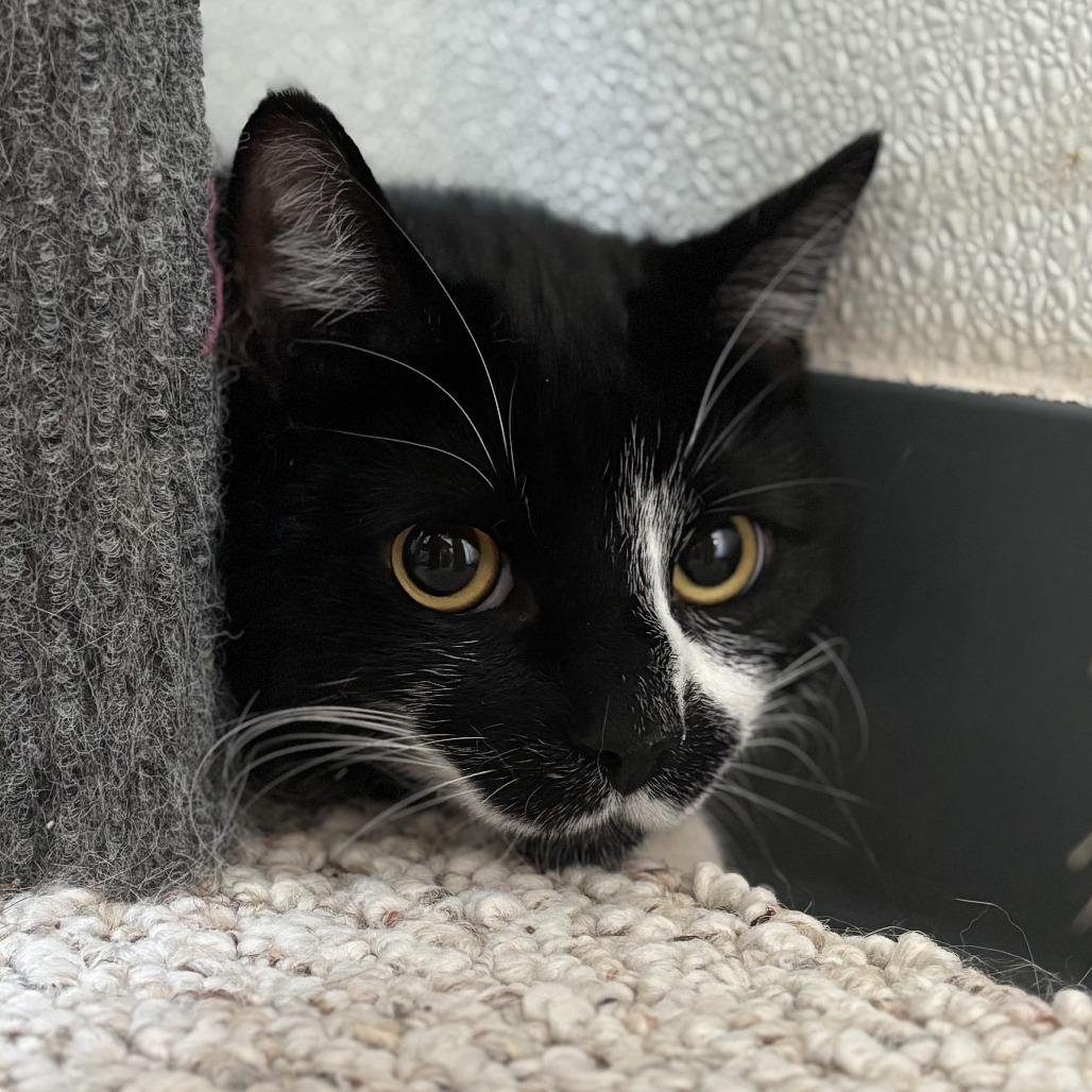 Enlarge Bobby, a Adoptable Domestic Short Hair in Brighton, MO image 3/4