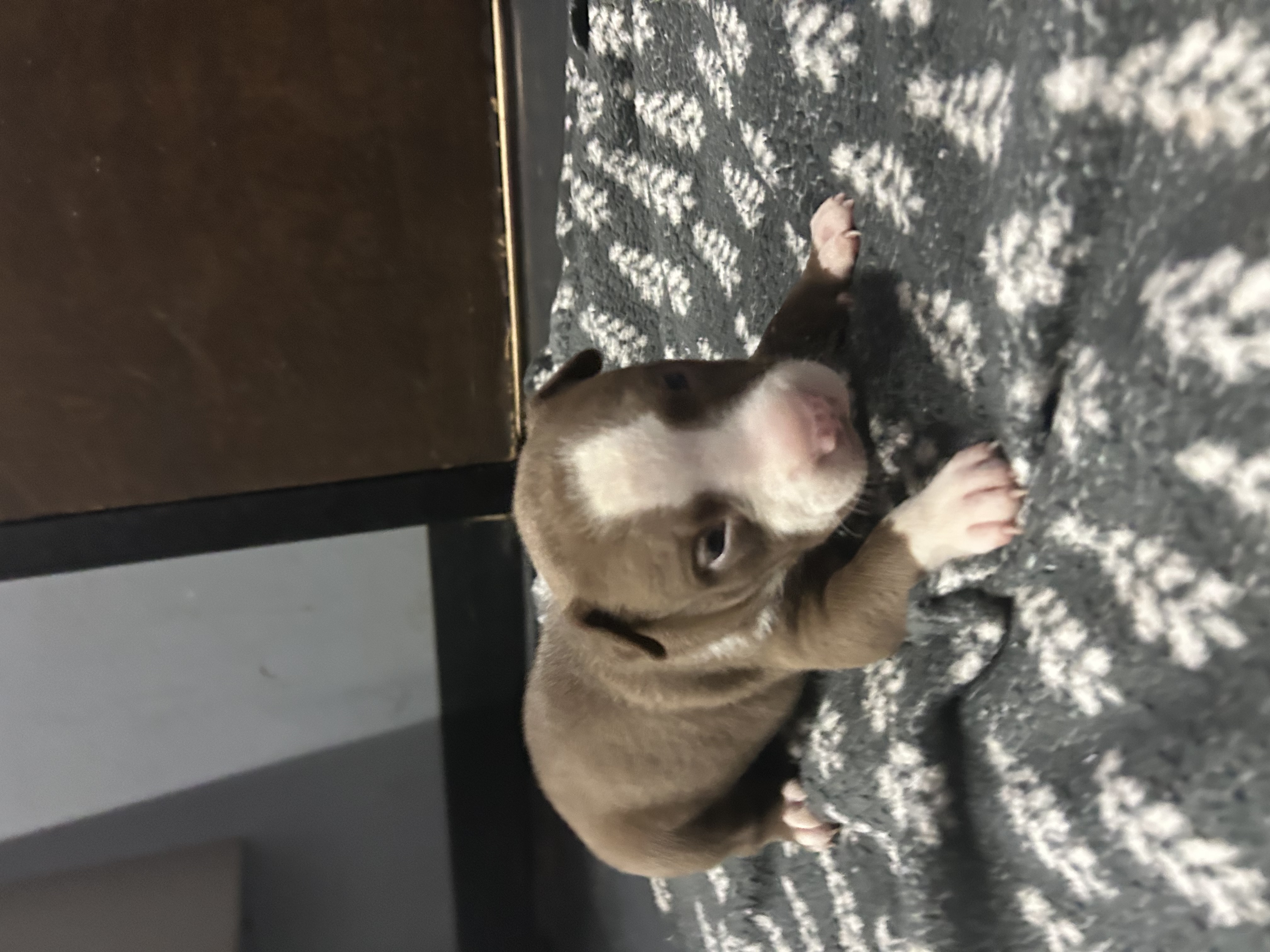 Enlarge Willie, a Adopted mixed breed in Peachtree Corners, GA image 1/3