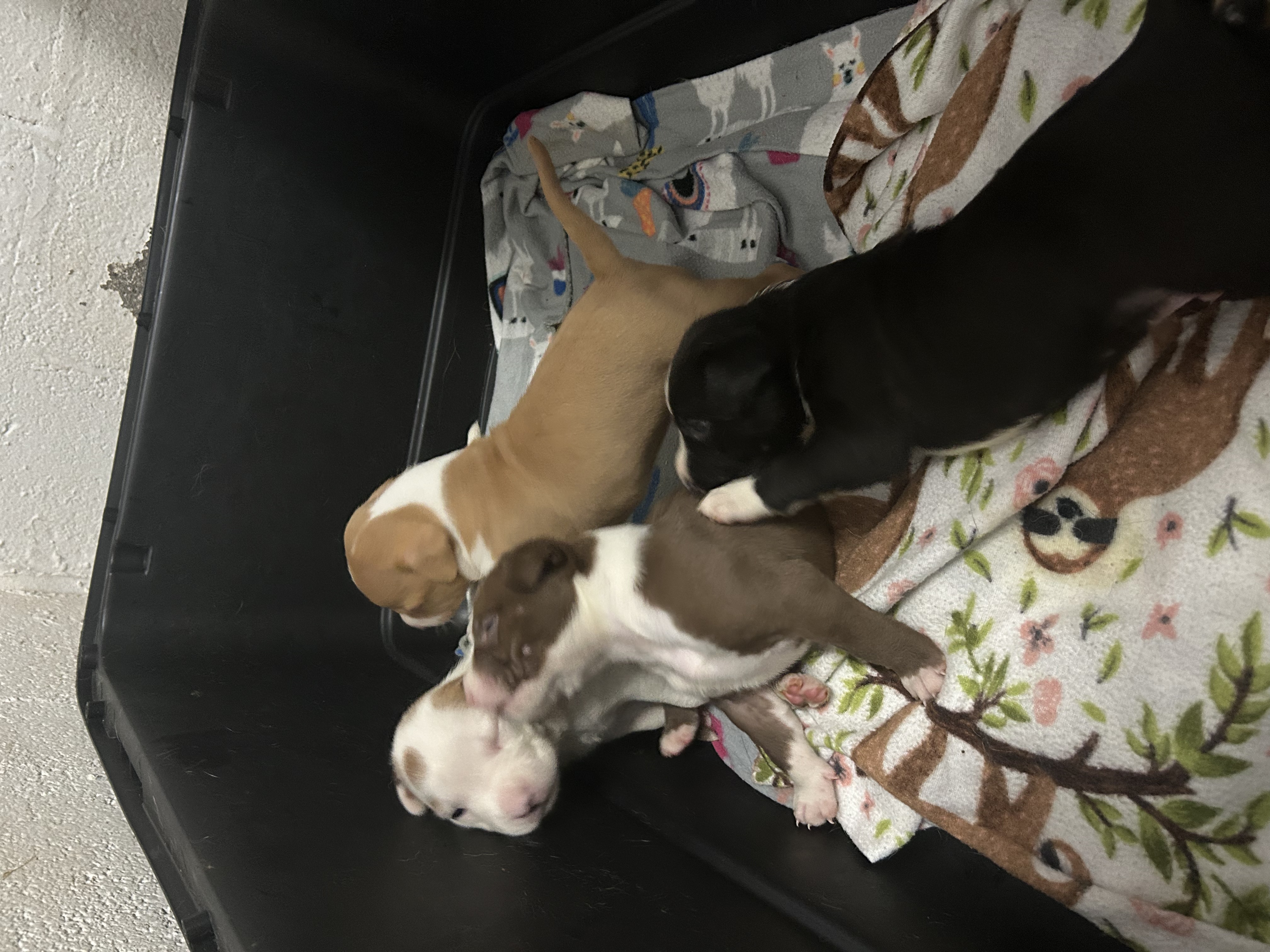 Enlarge Willie, a Adopted mixed breed in Peachtree Corners, GA image 2/3