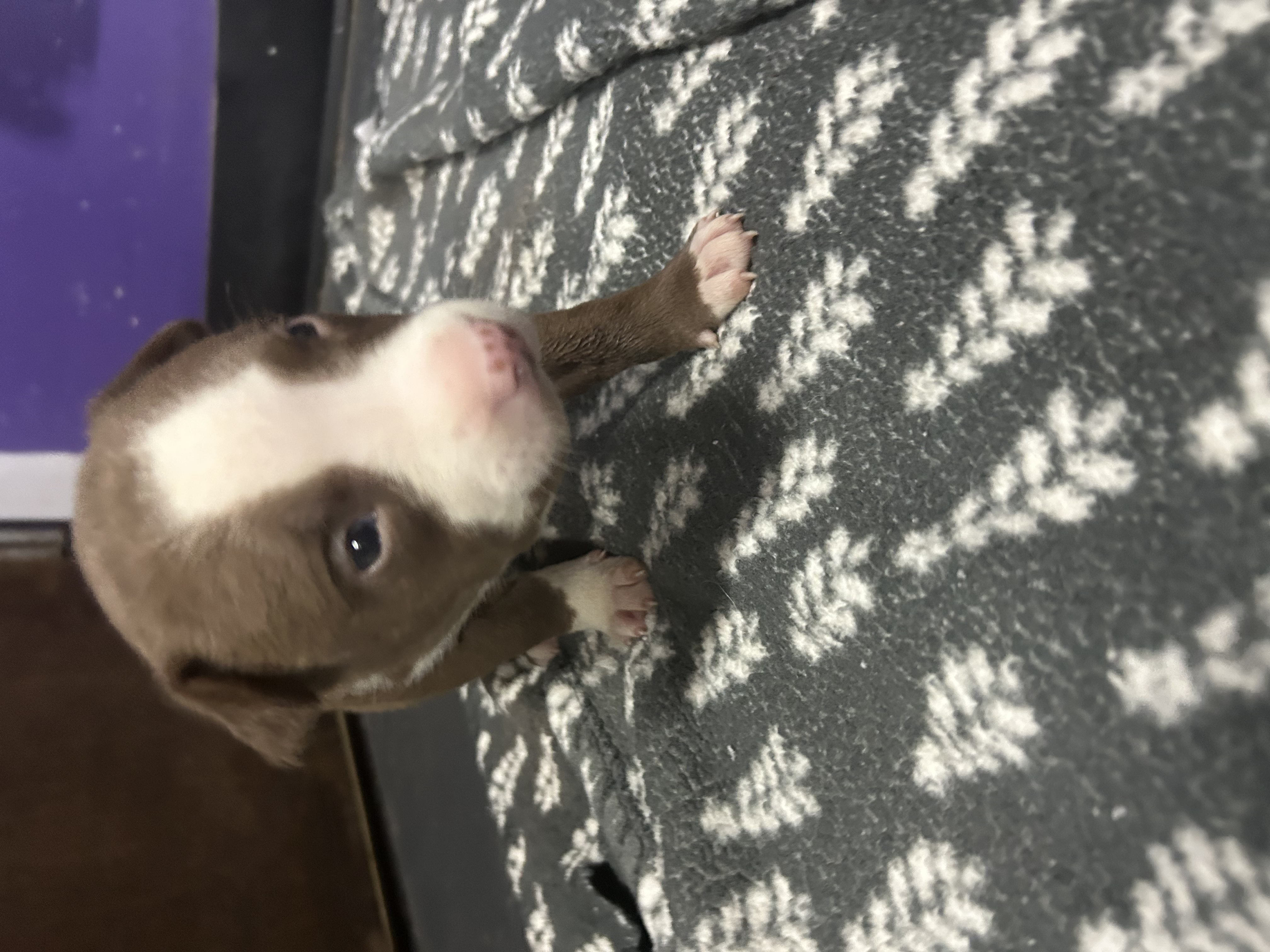 Enlarge Willie, a Adopted mixed breed in Peachtree Corners, GA image 3/3