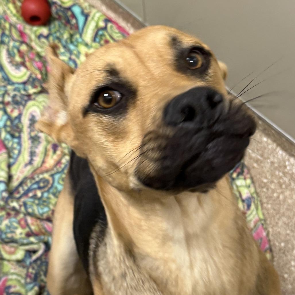 Flo, Adoptable, Adult Female Mixed Breed.