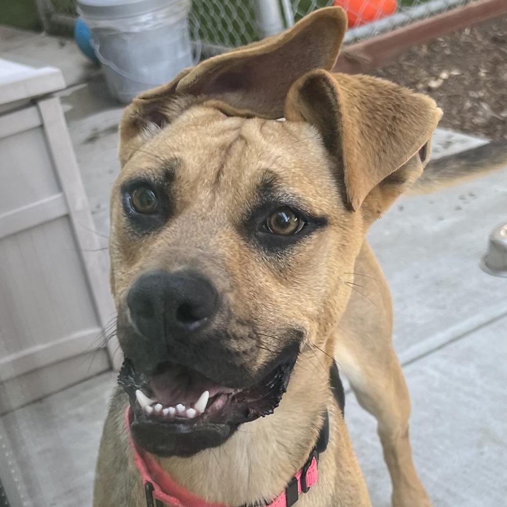 Flo, a Adoptable Mixed Breed in Sonoma, CA image 2/6