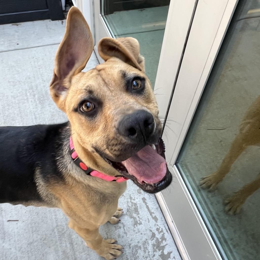 Flo, a Adoptable Mixed Breed in Sonoma, CA image 3/6