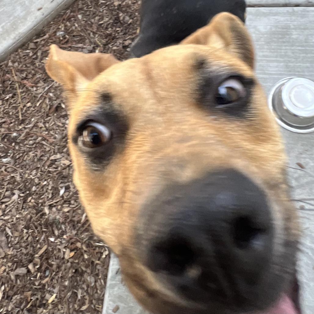 Flo, a Adoptable Mixed Breed in Sonoma, CA image 4/6