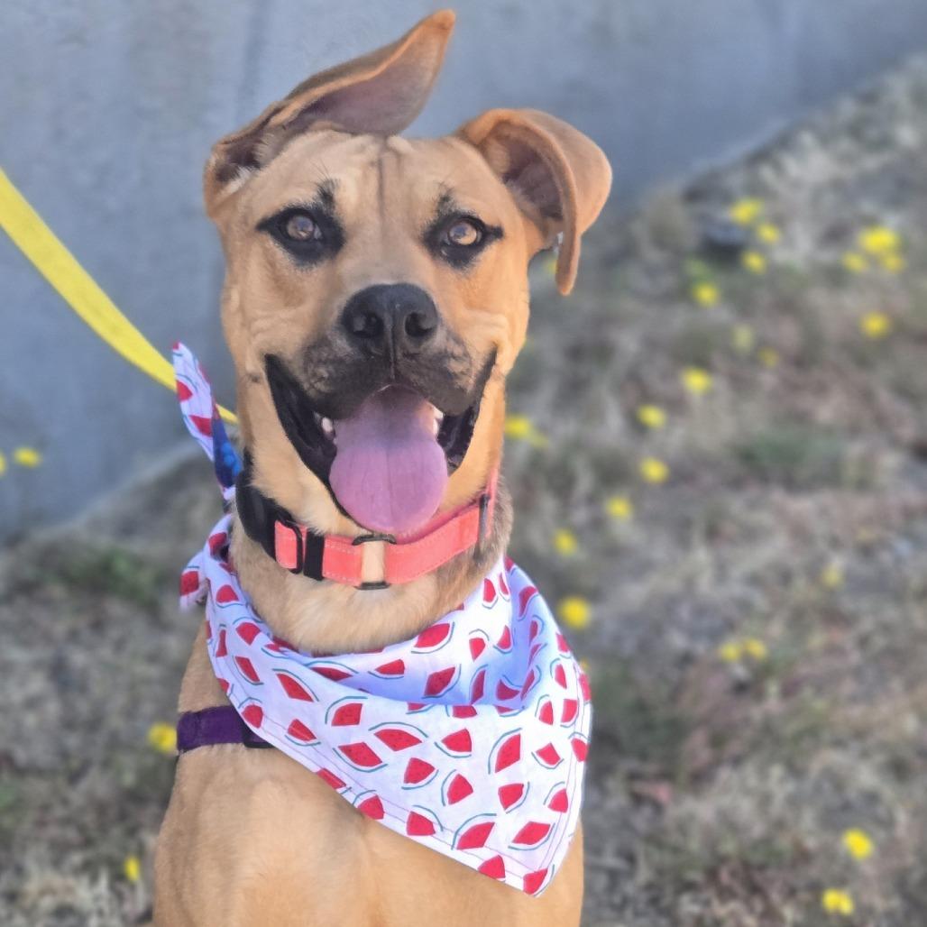 Flo, a Adoptable Mixed Breed in Sonoma, CA image 4/5