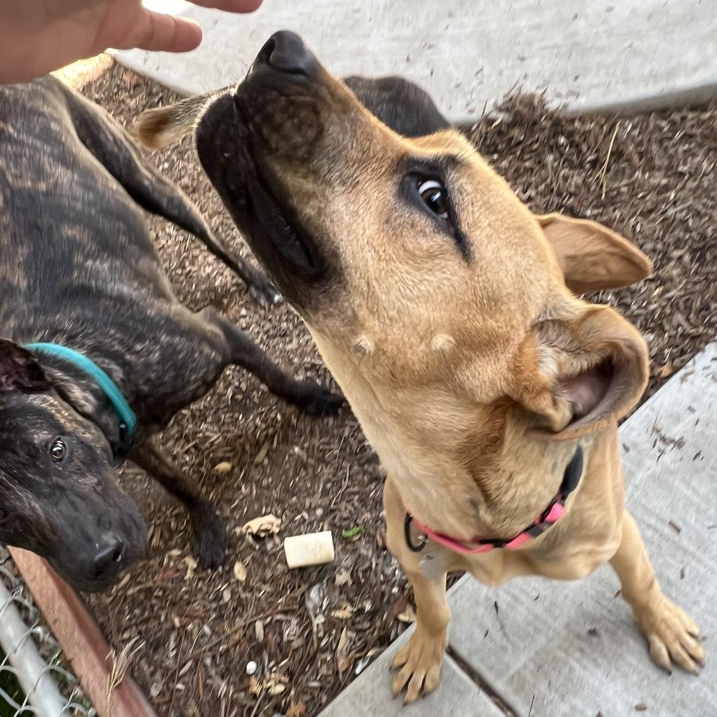 Flo, a Adoptable Mixed Breed in Sonoma, CA image 5/6