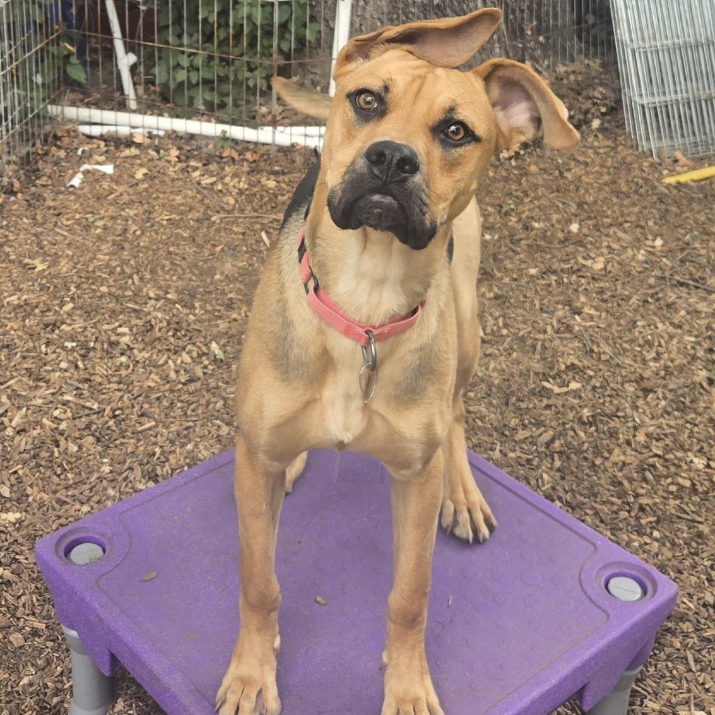 Flo, a Adoptable Mixed Breed in Sonoma, CA image 5/5
