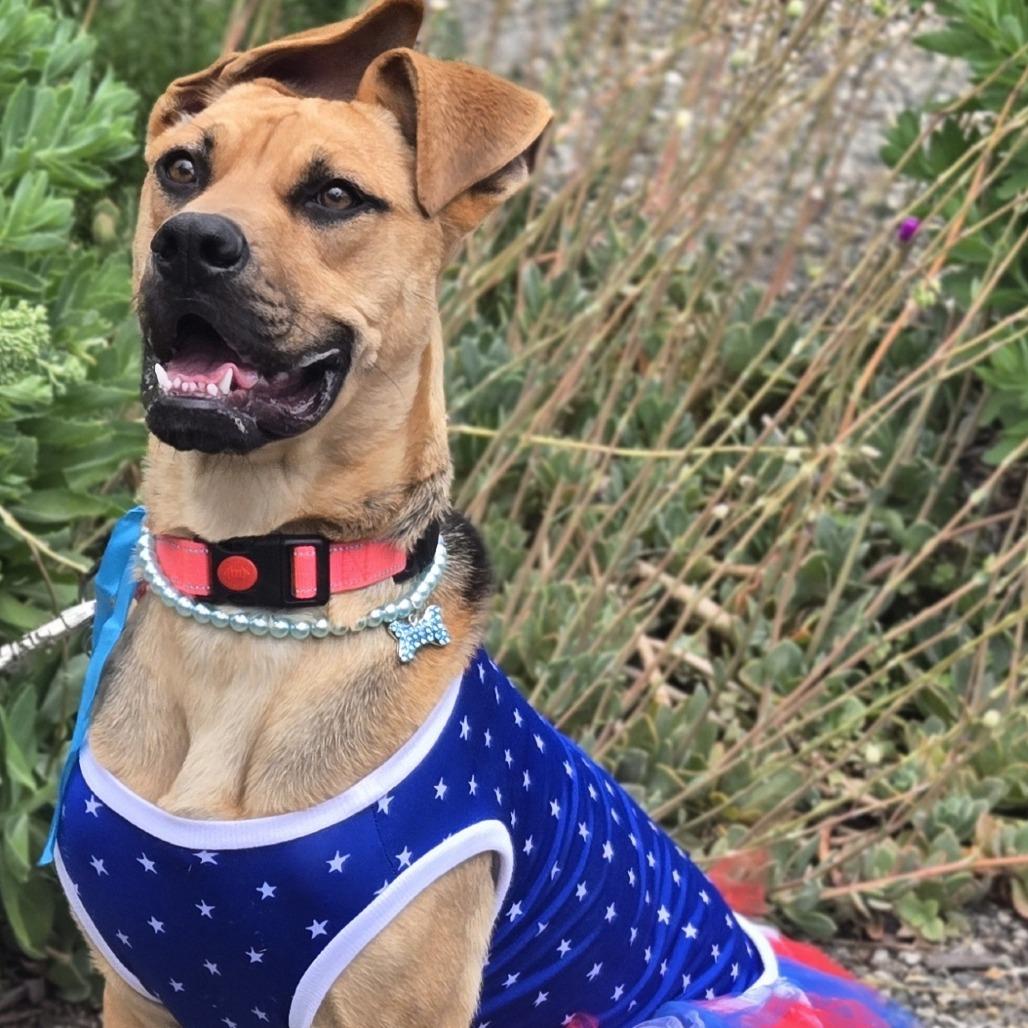 Flo, a Adoptable Mixed Breed in Sonoma, CA image 6/6