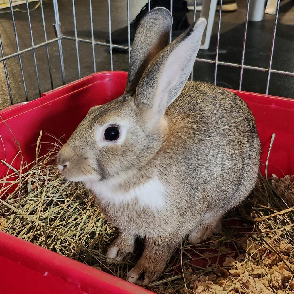 Diode, a Adoptable Dutch in Baltimore, MD image 1/4