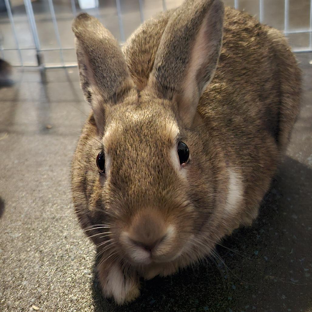 Enlarge Diode, a Adoptable Dutch in Baltimore, MD image 2/4