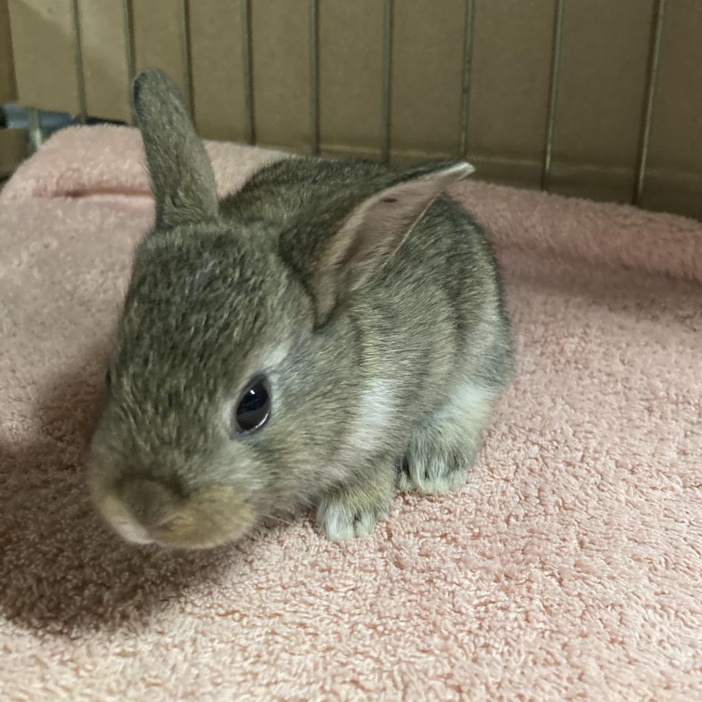 Enlarge Diode, a Adoptable Dutch in Baltimore, MD image 3/4