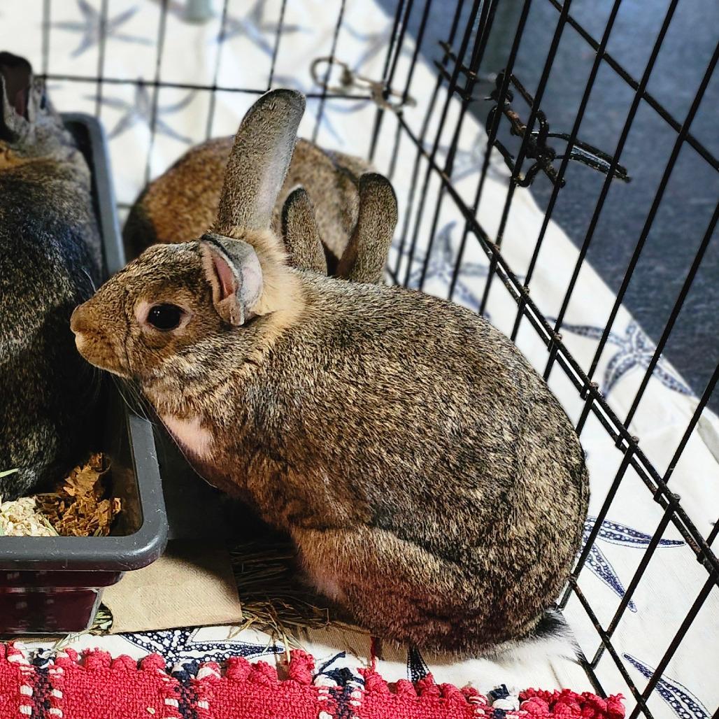 Enlarge Diode, a Adoptable Dutch in Baltimore, MD image 4/4