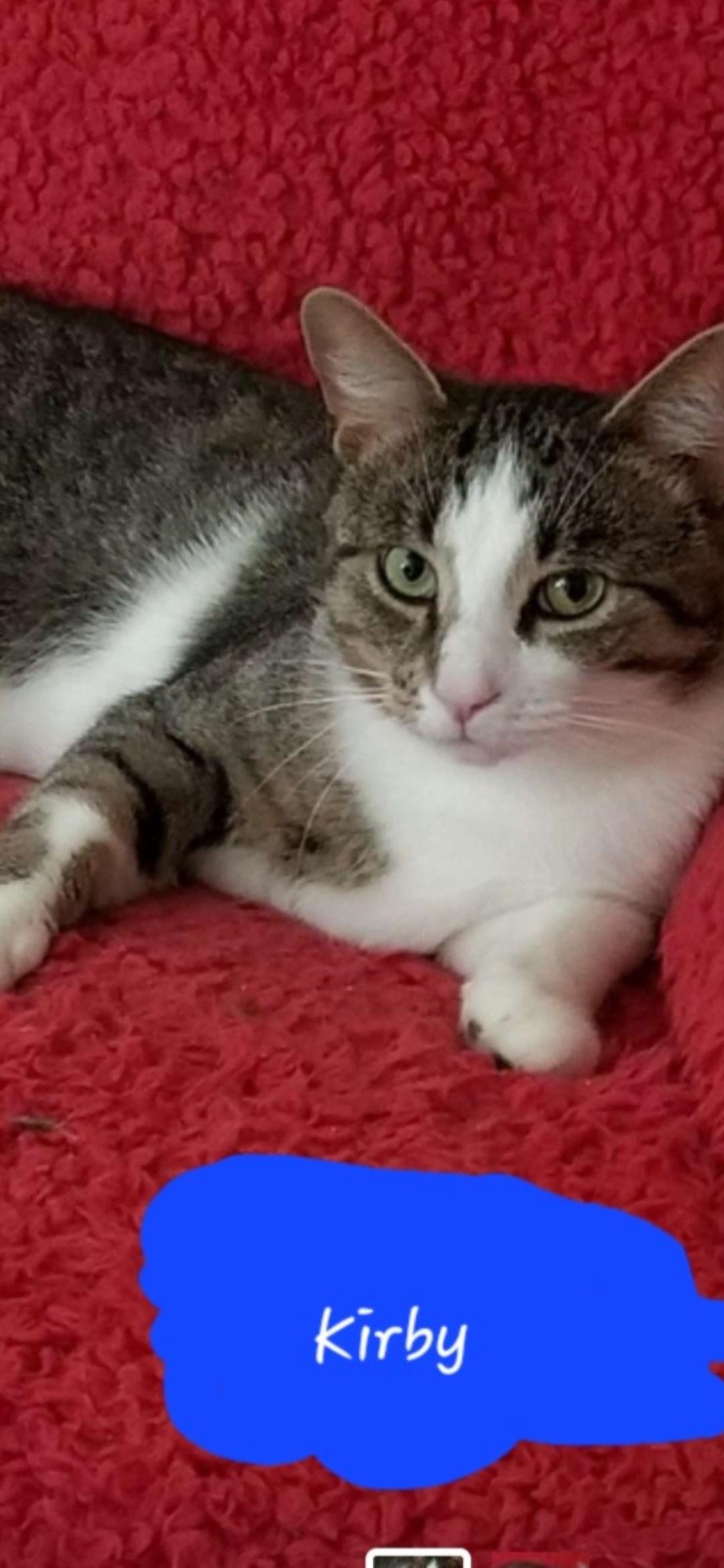 Kirby, ADOPTABLE, Young Male Domestic Short Hair.