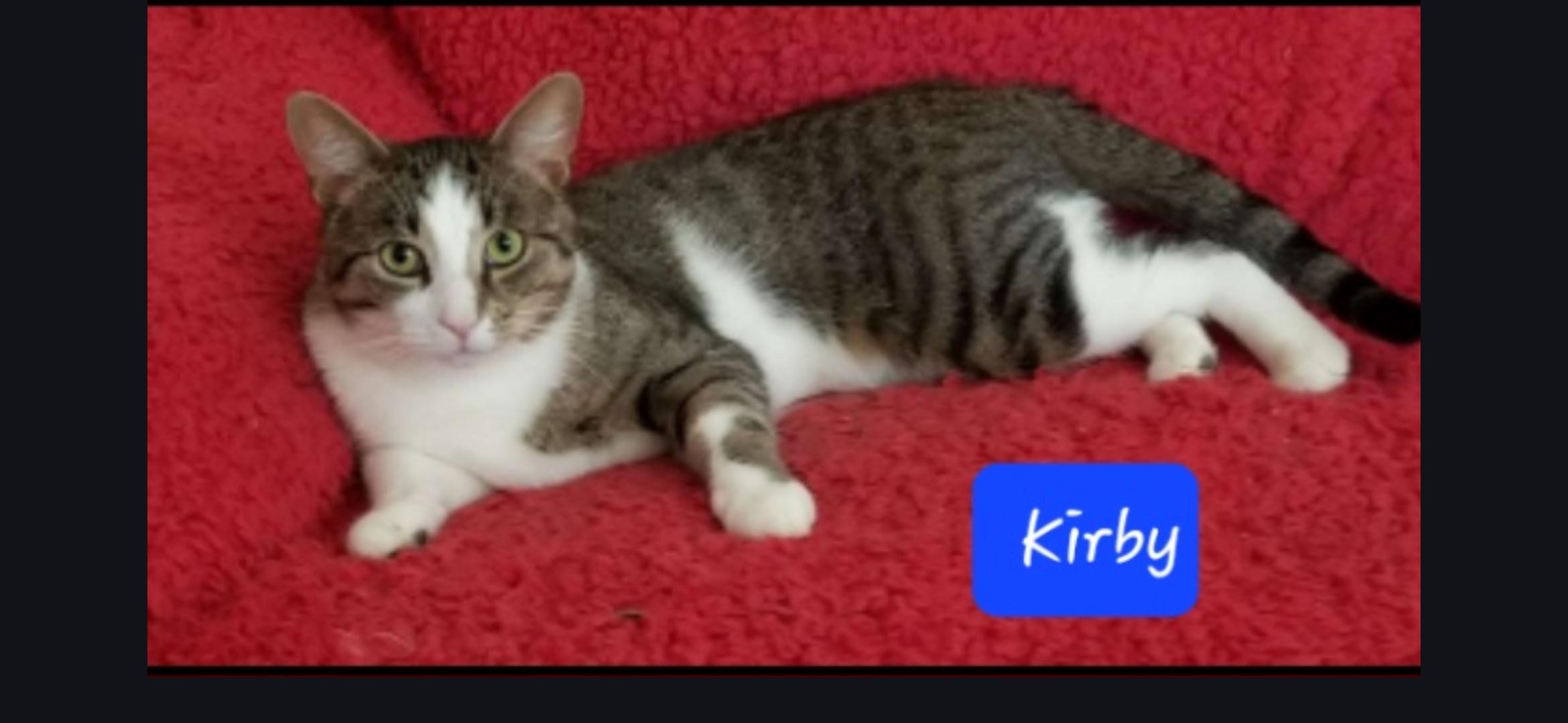 Enlarge Kirby, a ADOPTABLE Domestic Short Hair in Delmont, PA image 2/2