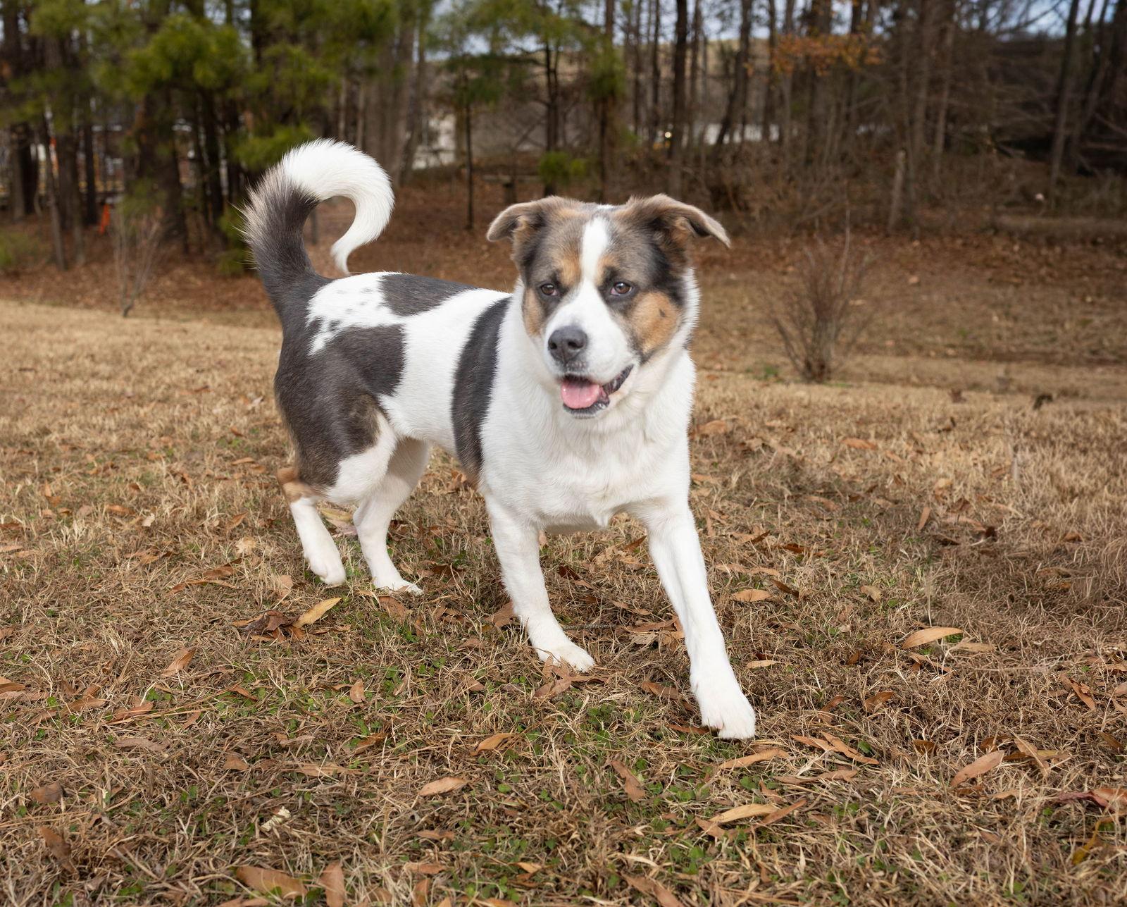 Molly, Adoptable, Adult Female Mixed Breed.