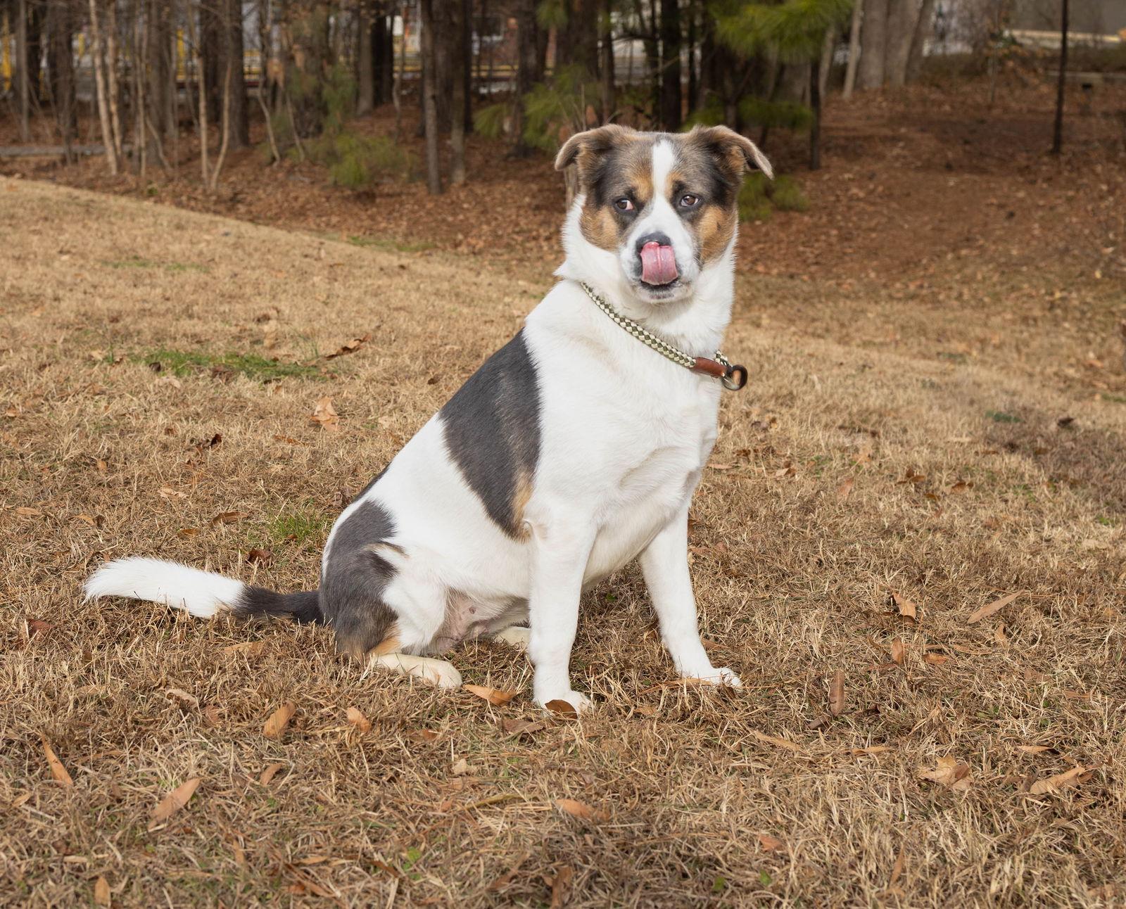 Enlarge Molly, a Adoptable Mixed Breed in Durham, NC image 2/3
